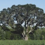 Pensamientos y reflexiones de la vida